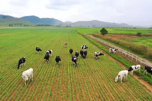 Siêu dự án trang trại của Vinamilk tại Lào sẽ “cho sữa” vào đầu năm 2022