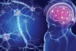 Hệ trục não – ruột có mối liên hệ mật thiết với nhau (nguồn Internet)