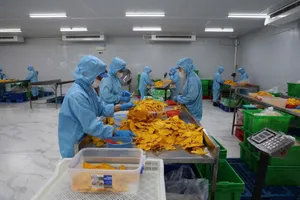 Nhiều công nhân đang làm việc tại các Khu chế xuất, khu công nghiệp, Khu công nghệ cao TPHCM có nhu cầu về chỗ ở. Ảnh HOÀNG HÙNG