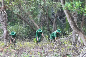 Rừng ngập mặn xã Cần Giờ, TPHCM. Ảnh: HOÀNG HÙNG