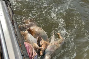 Lực lượng chức năng vớt xác heo chết