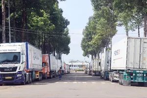 Đồng Nai: Hàng trăm xe chở sầu riêng ùn ứ chờ kiểm định
