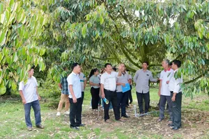 Xã Phú Giáo hướng dẫn nông dân đăng ký mã số vùng trồng sầu riêng