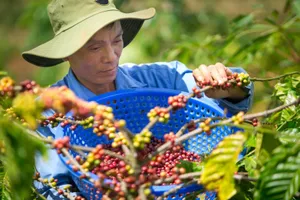 Thu hoạch cà phê chín - một trong những yêu cầu tham gia chuỗi liên kết giữa nông dân và Công ty Vĩnh Hiệp