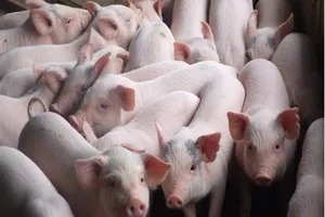 Giá thịt heo giảm 9,94% so tháng trước 