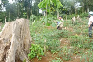 Cần cân nhắc kỹ đối tượng được giao rừng sản xuất. Ảnh: Công Hoan