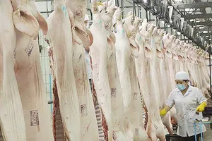 Hiện nay nguồn cung thịt heo ra thị trường chủ yếu từ các công ty chăn nuôi có quy mô lớn