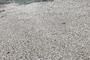 Cá chết trắng hồ Tây, khoảng 500 công nhân ứng trực 