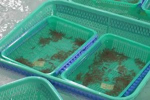 Khánh Hòa tiêu hủy gần 850.000 con tôm hùm giống không rõ nguồn gốc