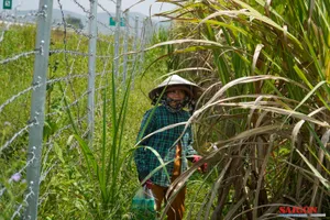 Đảm bảo sản xuất nông nghiệp ở khu vực bị ảnh hưởng bởi đường cao tốc