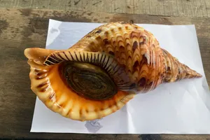 Cá thể ốc tù và mà nhà hàng nuôi trong lồng bè. Ảnh: BQL vịnh Nha Trang