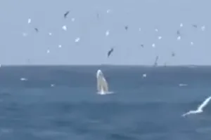 Cá voi xuất hiện ở biển vịnh Nha Trang