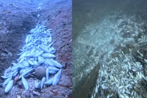 Hình ảnh cá chết dưới đáy biển Hòn Bạc, phường Đông Ninh Hòa, nằm trong Vịnh Nha Phu. Ảnh: QUANG HUY