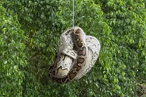 Khánh Hòa: Người dân bắt trăn dài 2m ở khu dân cư