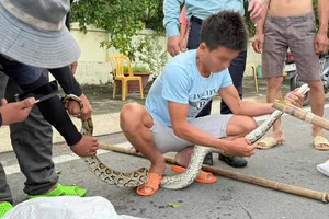 Người dân bắt trăn ở gần Bến tàu du lịch Nha Trang chiều 17-10. Ảnh: NHẬT THANH