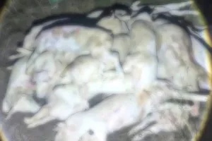 Khánh Hòa: Phát hiện cơ sở xẻ thịt hàng trăm con heo bệnh