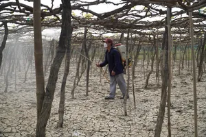 Khánh Hòa hỗ trợ khôi phục sản xuất nông nghiệp sau thiên tai