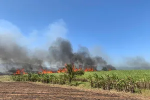 Khánh Hòa: Cháy hơn 40ha mía sắp thu hoạch
