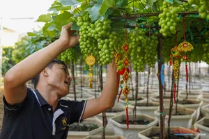 Nho cảnh Khánh Hòa đắt khách dịp Tết Nguyên đán