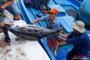 Ngư dân Khánh Hòa trúng đậm cá ngừ đại dương