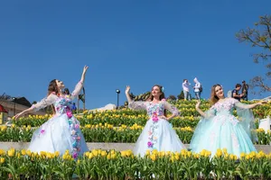 Thiên đường tulip hay điểm đến lý tưởng cho ngày Valentine và 8-3