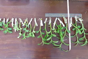 Tang vật thu giữ