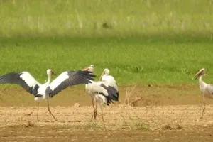 Chim giang sen quý hiếm tìm về Khu bảo tồn thiên nhiên văn hóa Đồng Nai