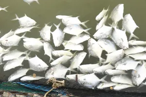 Cá lồng bè bị chết hàng loạt, thiệt hại hơn 10 tỷ đồng. Ảnh: VŨ PHONG