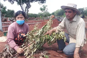 Vợ chồng nông dân khóc tức tưởi vì 500 cây ăn quả bị chặt phá ngang gốc. Ảnh: VŨ PHONG