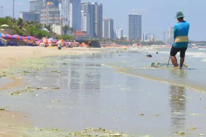 Tảo biển làm nước biển đổi màu khiến nhiều du khách và người dân lo lắng khi tắm biển