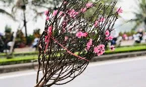 Cành đào cần bó gọn gàng để gửi đường hàng không