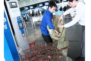 Hàng không chỉ nhận vận chuyển đào, mai dạng cành, không có bầu đất