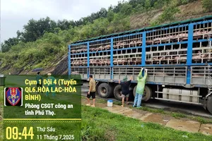 Phú Thọ: Bắt xe tải chở gần 200 con heo nhiễm dịch tả heo châu Phi