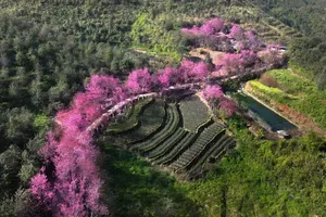 Lễ hội Hoa Tớ Dày và các hoạt động chào xuân 2026