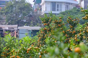 Hà Nội: Người trồng đào ngóng thời tiết, quất trúng mùa