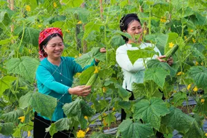 Lào Cai: Cây dưa leo bén rễ trên đất Tày cổ