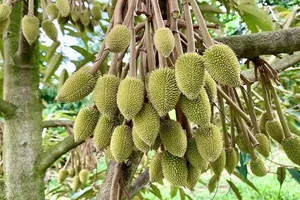 Khánh Hòa: Hàng trăm hécta sầu riêng rụng quả non do sốc nhiệt