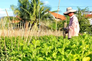 Làng hoa cúc truyền thống Ninh Giang tất bật chuẩn bị hoa cho dịp tết