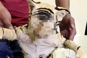 Phát hiện 2 con hổ ngâm rượu trên xe khách