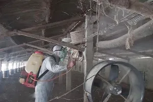 Xuất hiện dịch tả heo châu Phi tại Nghệ An