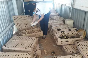 Phát hiện 2 xe khách chở 2.800 con gia cầm không giấy tờ kiểm dịch