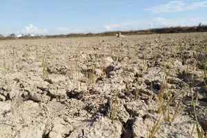 Hàng ngàn hecta lúa ở Nghệ An chết cháy do nắng nóng