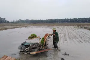 Nắng lên, nông dân tranh thủ xuống đồng