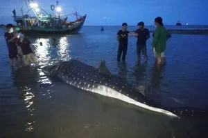 Nghệ An: Phát hiện xác cá lạ trôi dạt vào bờ biển