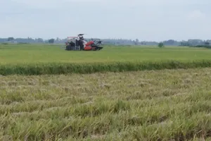 Thanh Hóa khẩn trương thu hoạch lúa, hoa màu trước bão số 7