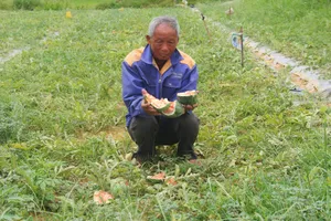 Lão nông bị phá nát ruộng dưa xin miễn tội cho 5 thanh niên phá dưa