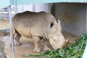 Điều tra nguyên nhân 6 con tê giác chết bất thường tại Nghệ An