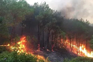 Nghệ An: Cháy rừng tại địa bàn huyện Thanh Chương và Nam Đàn