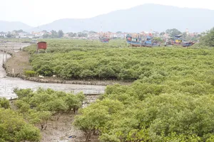 “Quả ngọt” từ rừng ngập mặn