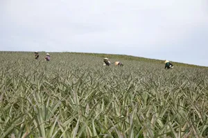 “Dãi nắng” trên đồi thơm